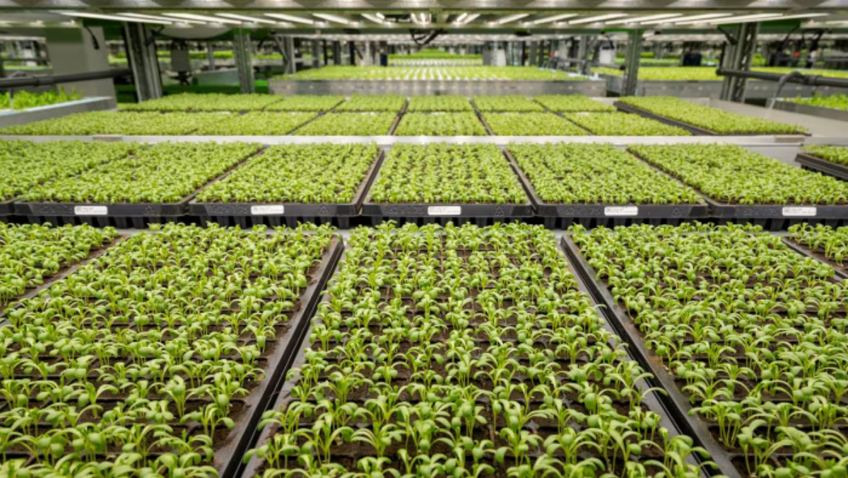 Trays of young leafy greens growing in a large indoor vertical farming facility