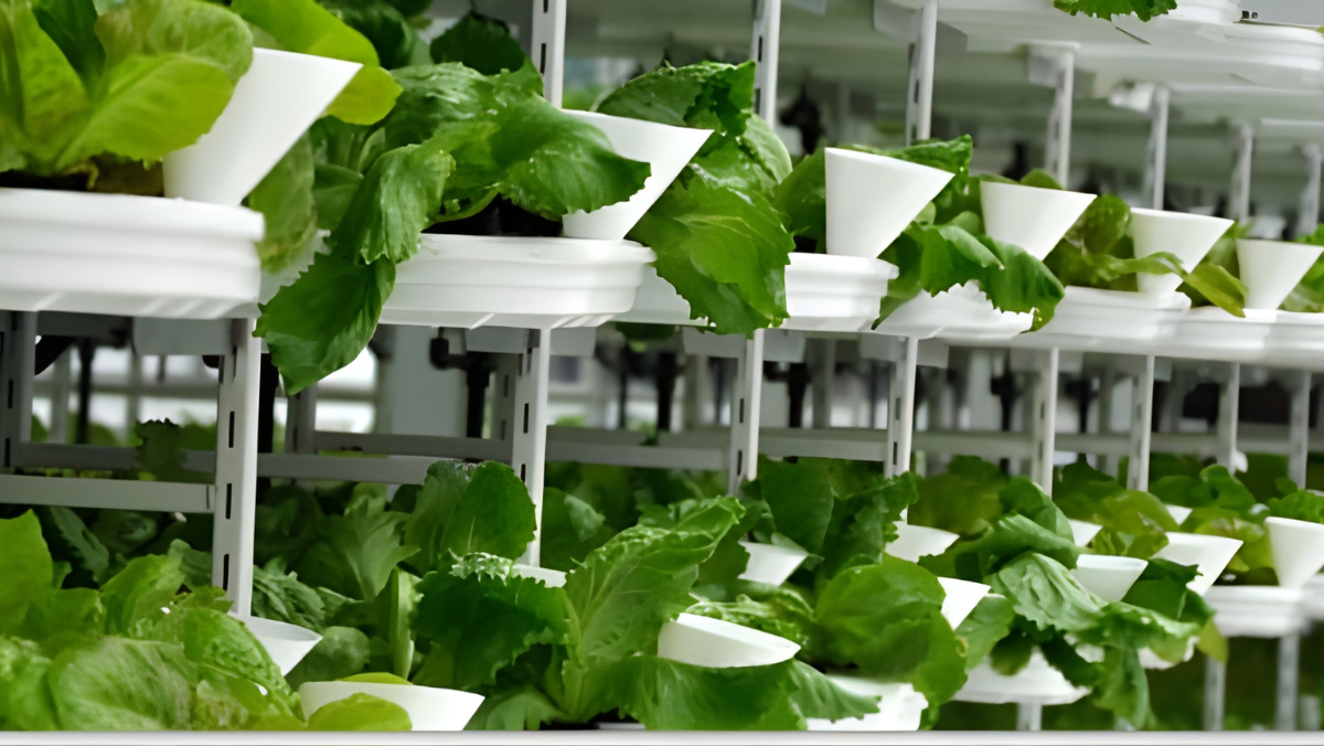 Leafy greens growing in stacked trays inside a controlled indoor vertical farm