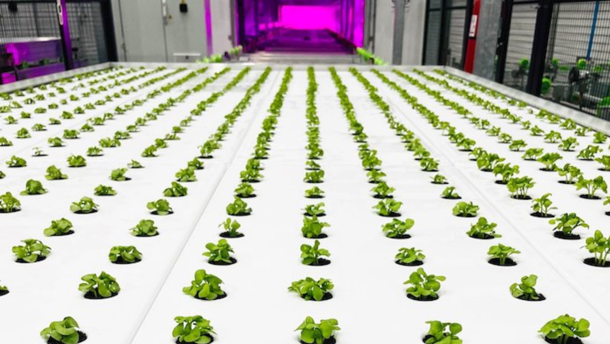 Rows of young leafy greens growing in an indoor vertical farming facility.