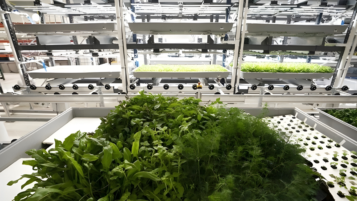 AI-monitored indoor farming system with multi-layer grow trays and dense leafy greens