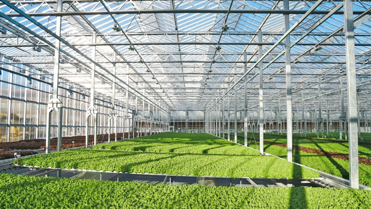 Modern greenhouse with rows of leafy greens under a steel and glass structure.