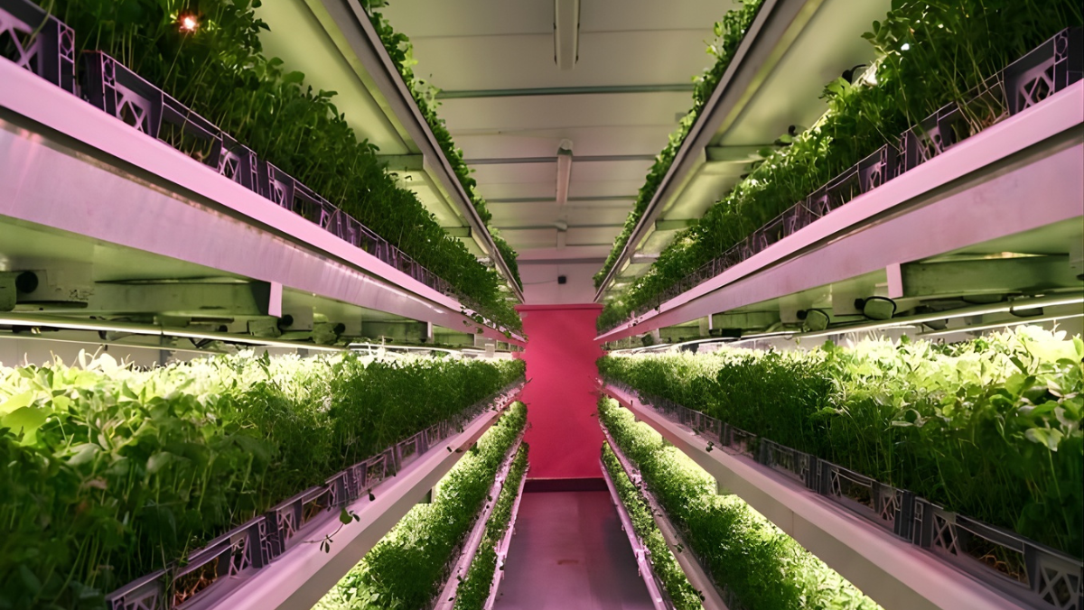 Rows of leafy greens growing in multi-tier aeroponic indoor farming system