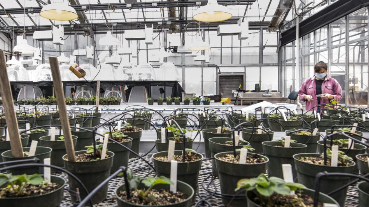 US vertical farming facility growing crops under regulated indoor conditions