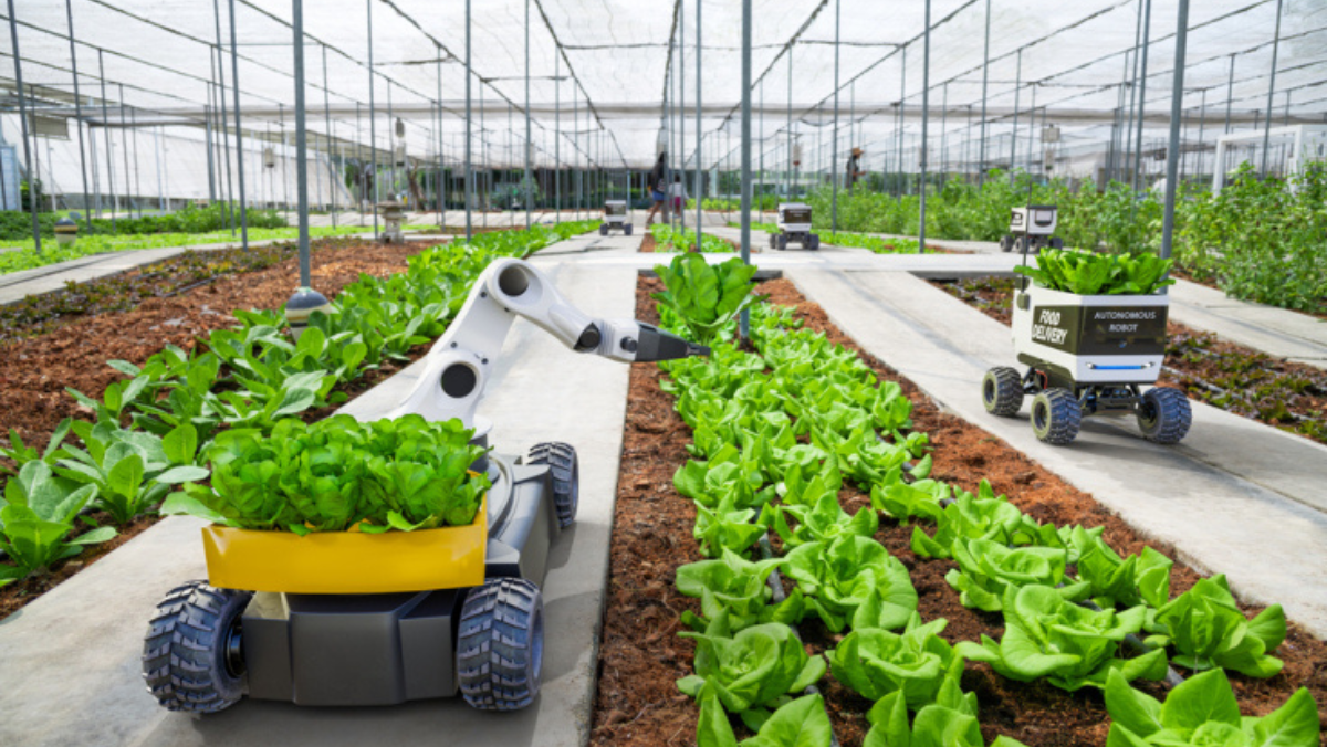 Robotic systems harvesting greens in a high-tech US vertical farm