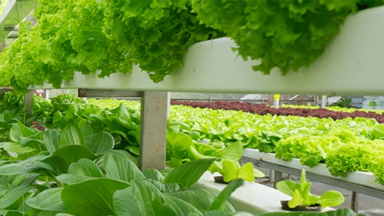 Leafy greens growing on stacked shelves inside a vertical farming facility