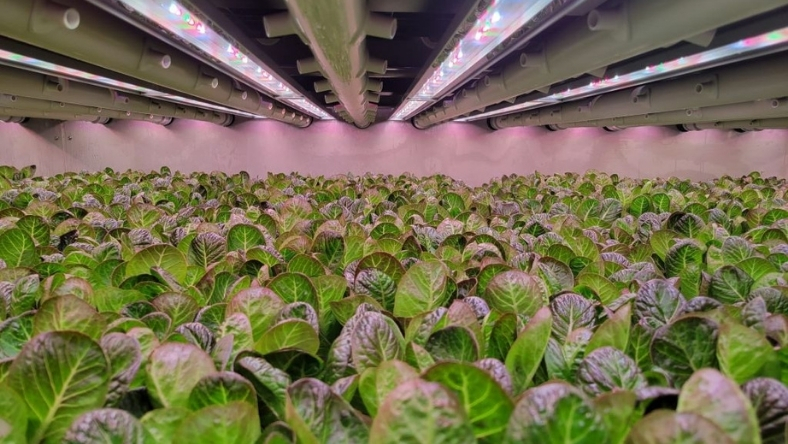Indoor vertical farming system producing leafy greens in controlled conditions