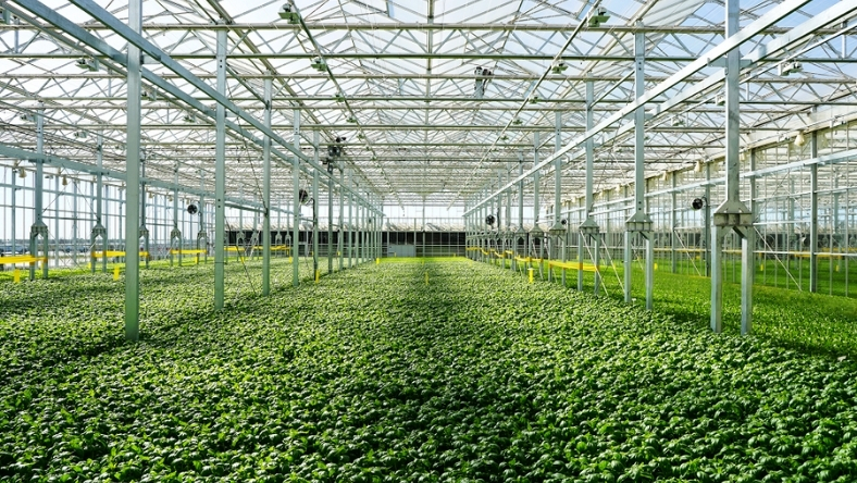 Rows of leafy green crops inside large indoor vertical farming facility