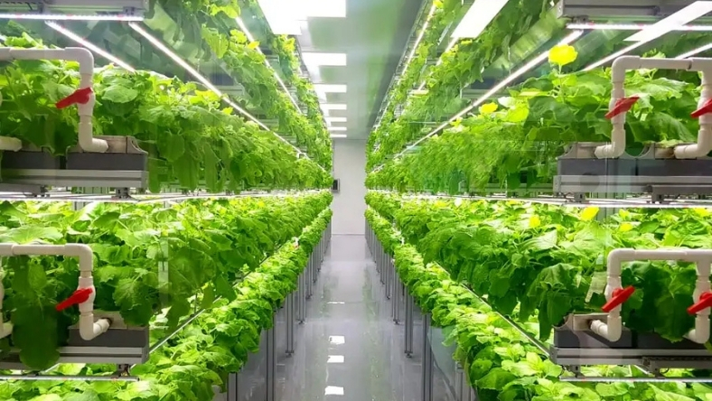 Indoor vertical farm with stacked hydroponic leafy greens