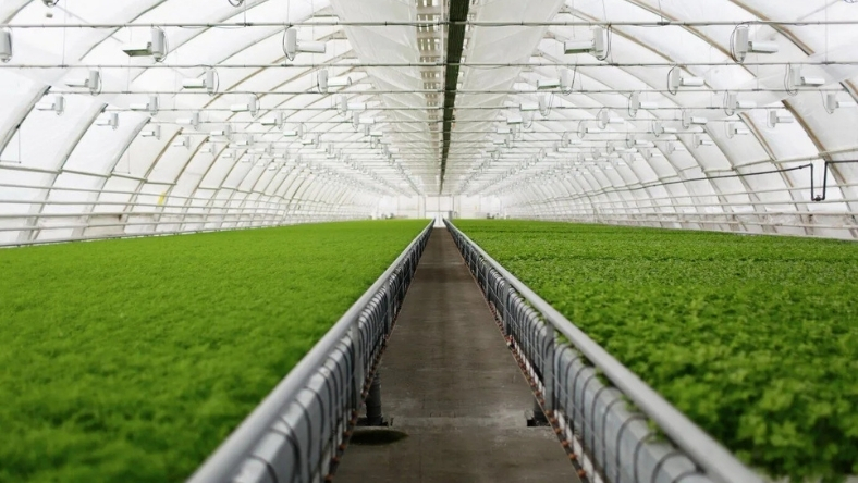 Hydroponic greenhouse with rows of leafy greens