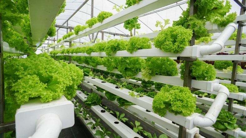 Lettuce growing in vertical hydroponic farming system