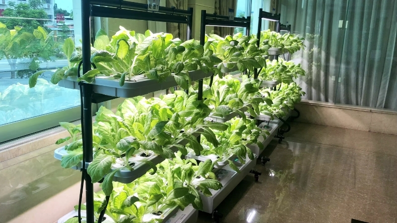 Stacked hydroponic lettuce crops in a controlled environment vertical farm