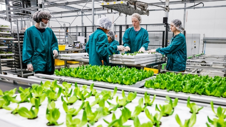 Workers tending leafy greens in indoor vertical farm