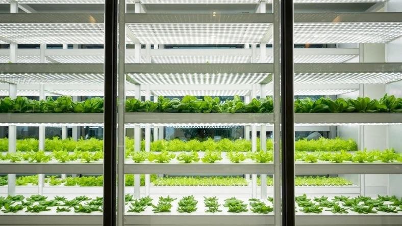 Indoor vertical farm with stacked leafy greens under LED lights