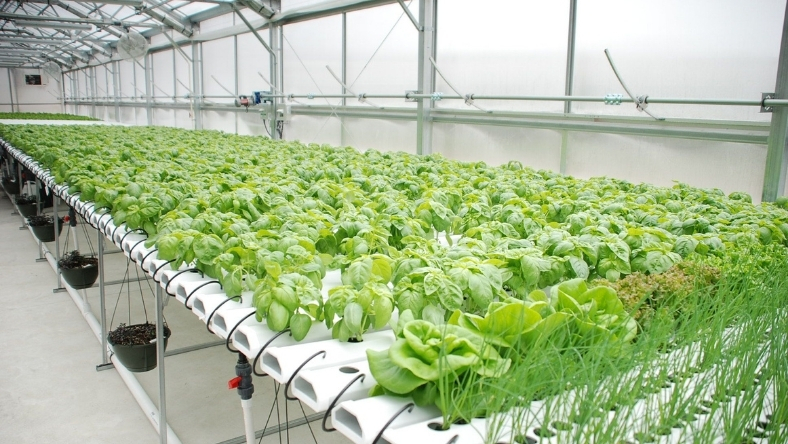 Indoor vertical farm growing leafy greens in controlled hydroponic system