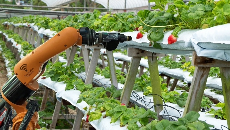 Robotic arm harvesting strawberries in hydroponic vertical farm greenhouse