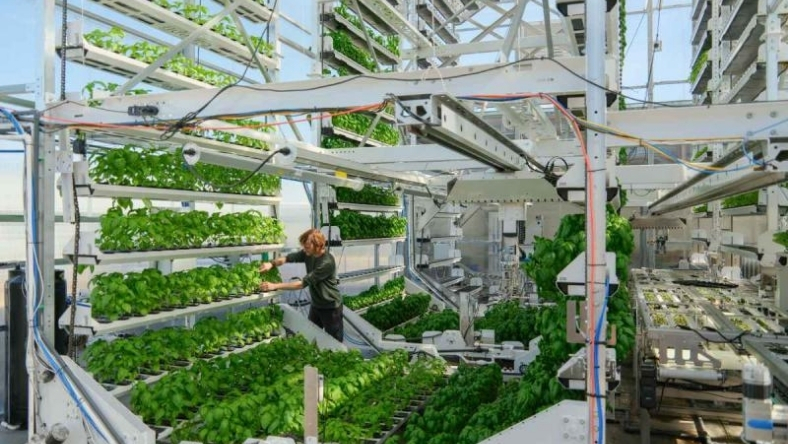 Automated vertical farm growing leafy greens indoors